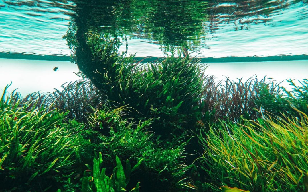 Submarine Schatzkammer: Algen könnten Potenzial zur Rohstoffgewinnung bieten